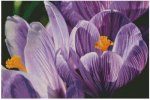 (image for) Crocuses
